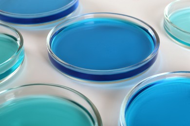 Petri dishes with blue liquids on white background, closeup