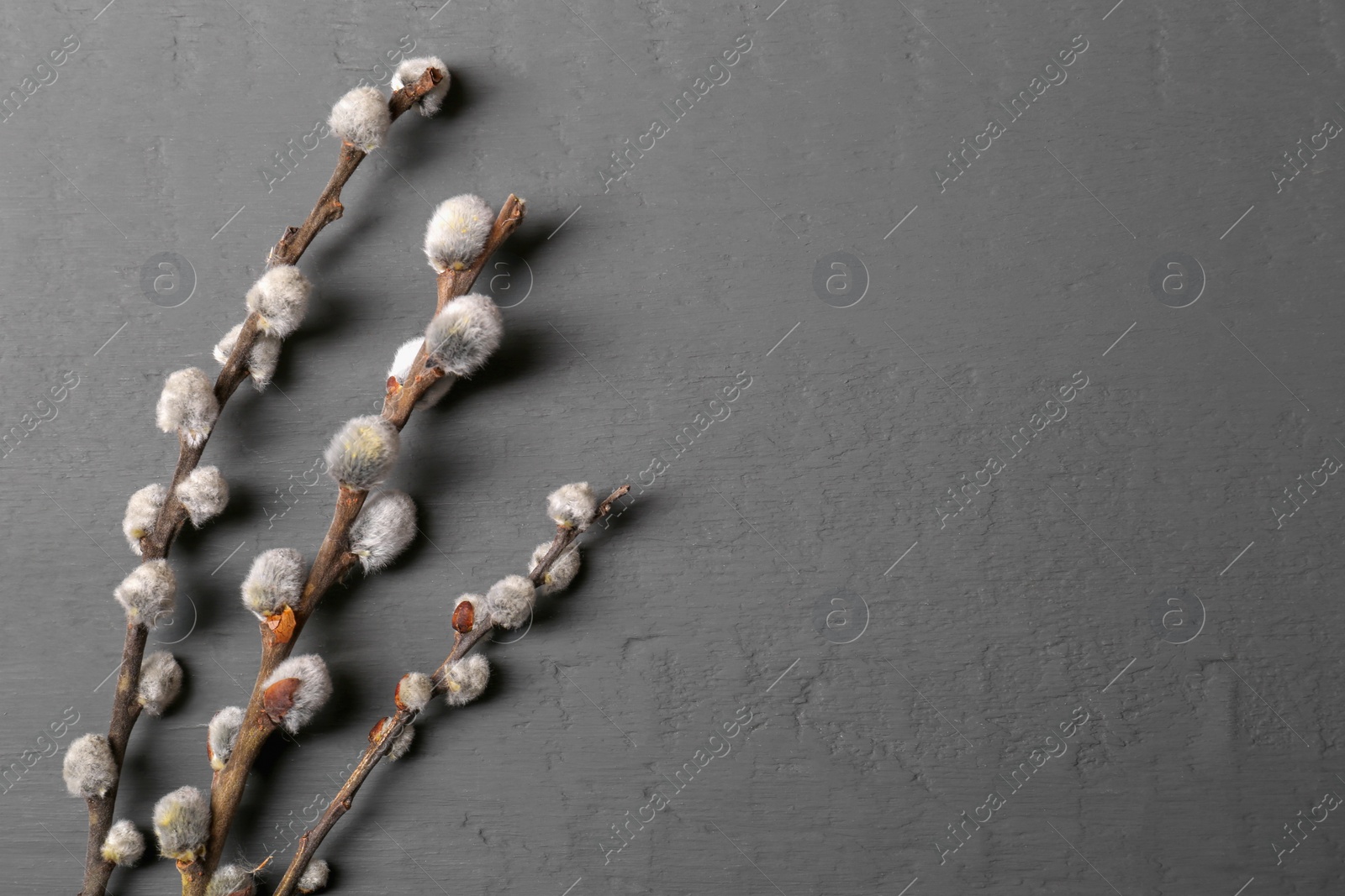 Photo of Beautiful willow branches with fuzzy catkins on grey table, flat lay. Space for text