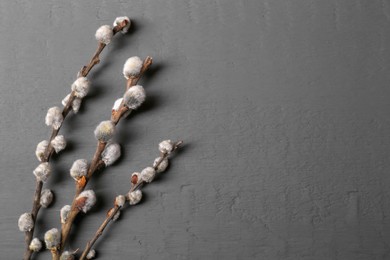Photo of Beautiful willow branches with fuzzy catkins on grey table, flat lay. Space for text