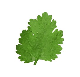Photo of Fresh green coriander leaf isolated on white