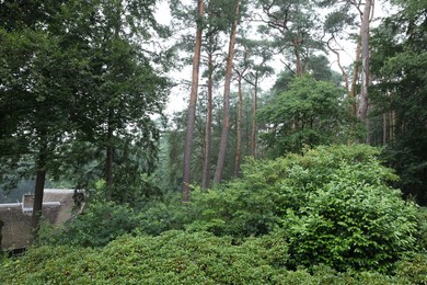 Photo of Beautiful forest with many different green plants