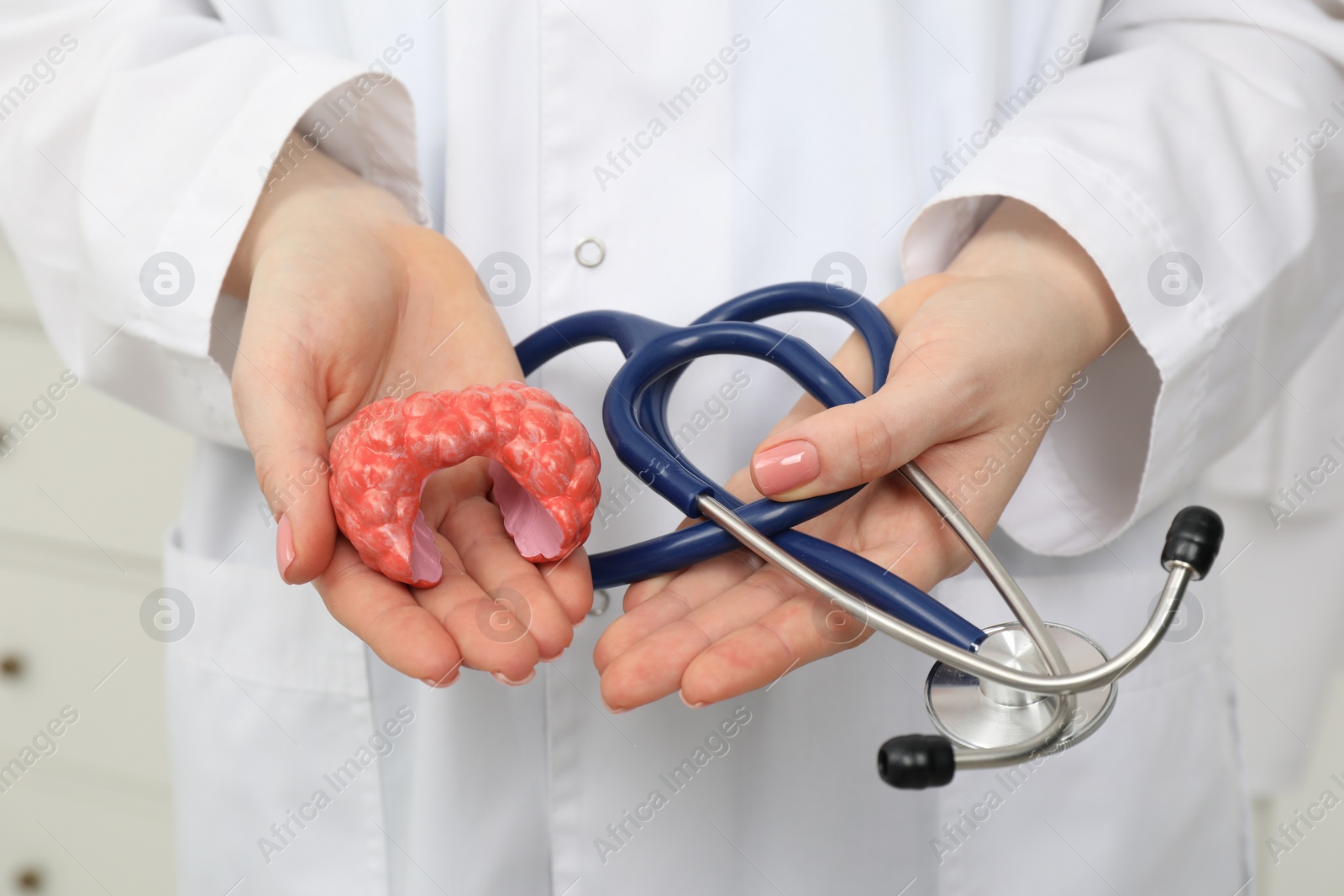 Photo of Endocrinologist holding stethoscope and model of thyroid gland, closeup