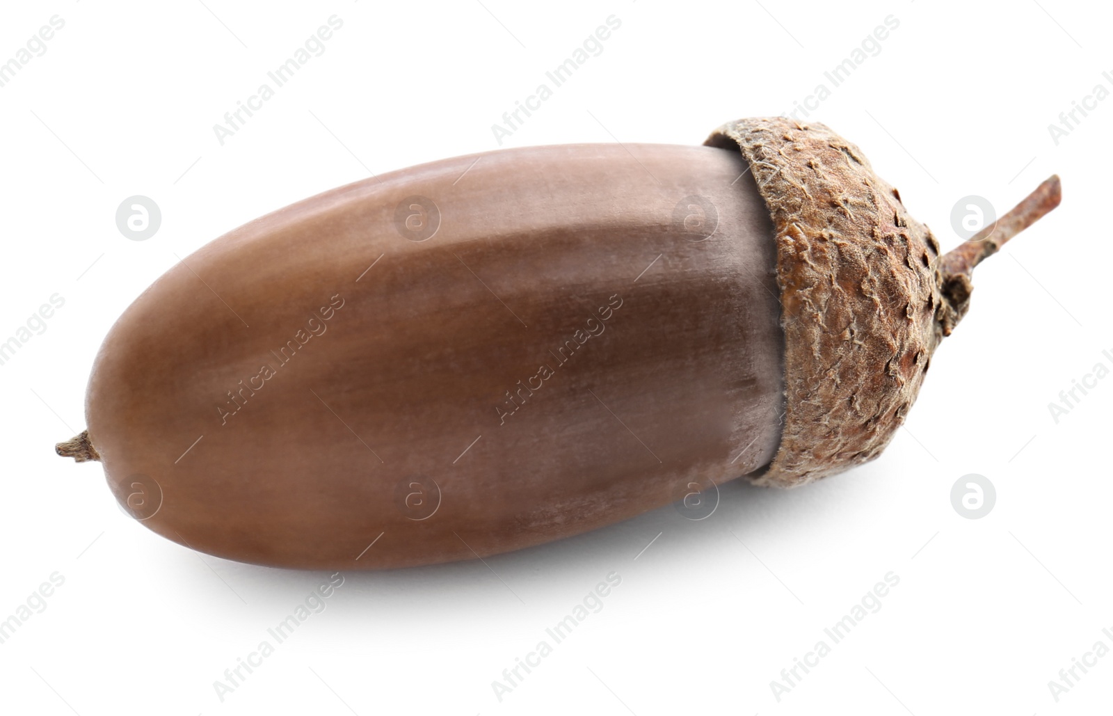 Photo of Beautiful brown acorn on white background. Oak nut