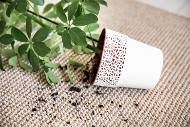 Overturned pot with houseplant on carpet