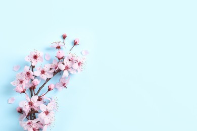 Photo of Sakura tree branch with beautiful pink blossoms on light blue background, flat lay. Space for text