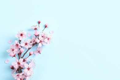 Sakura tree branch with beautiful pink blossoms on light blue background, flat lay. Space for text