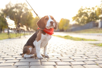 Photo of Cute Beagle in park on sunny day. Dog walking