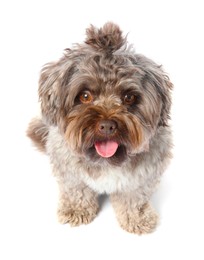 Photo of Cute Maltipoo dog on white background. Lovely pet