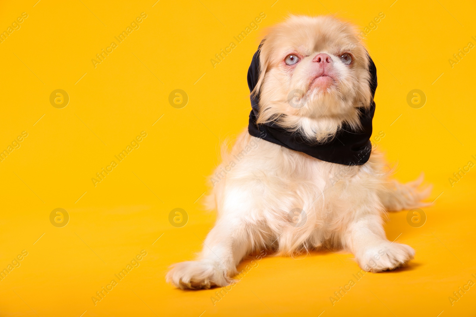 Photo of Cute Pekingese dog with bandana on yellow background. Space for text