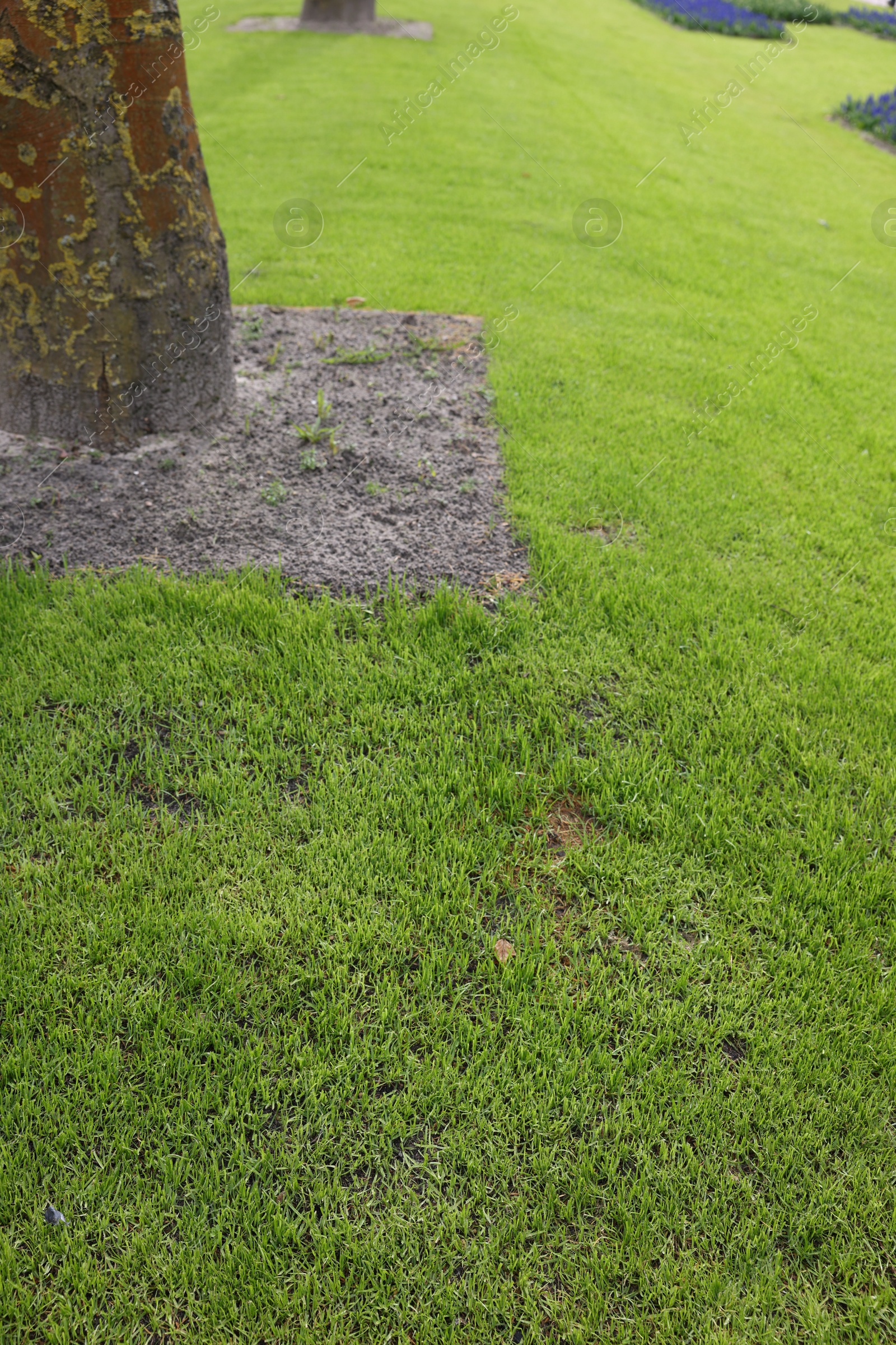 Photo of View of beautiful green lawn in park