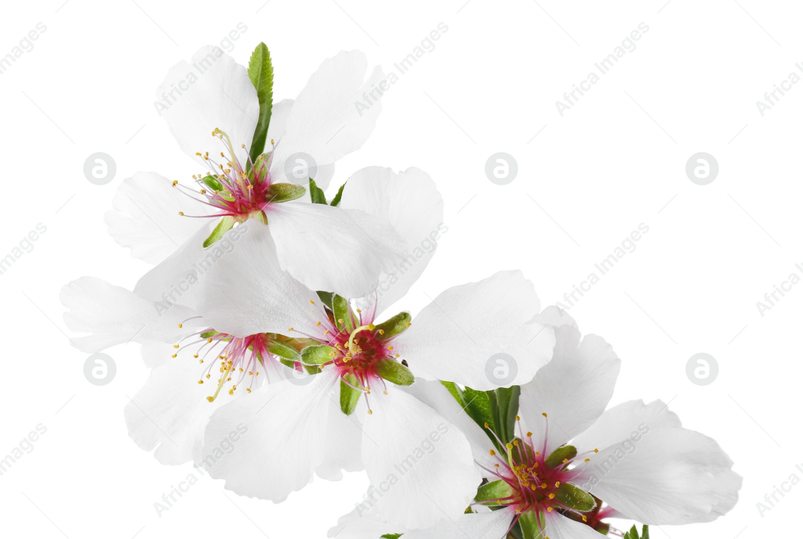 Photo of Tree branch with beautiful blossoms isolated on white. Spring season