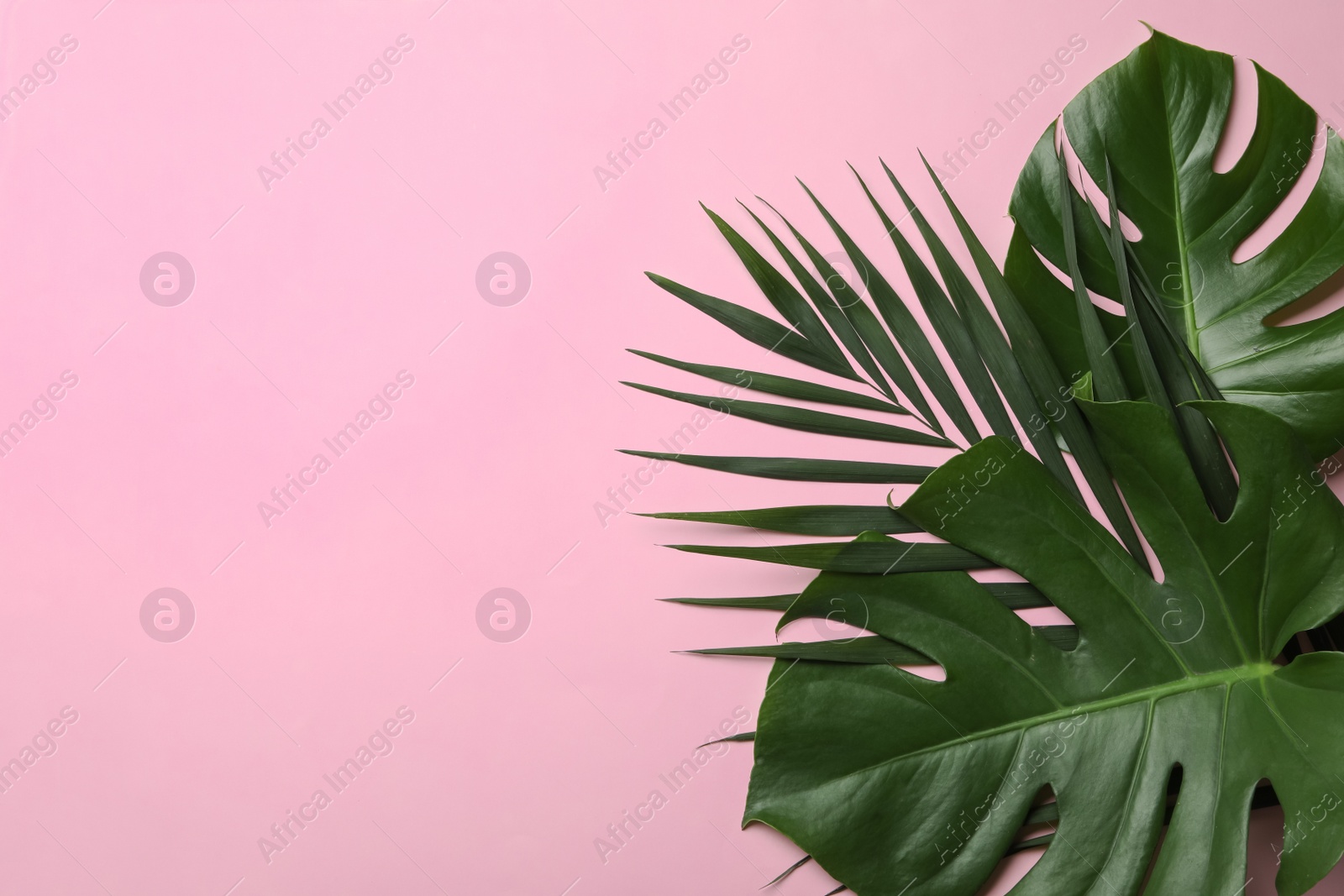 Photo of Flat lay composition with tropical leaves and space for text on color background