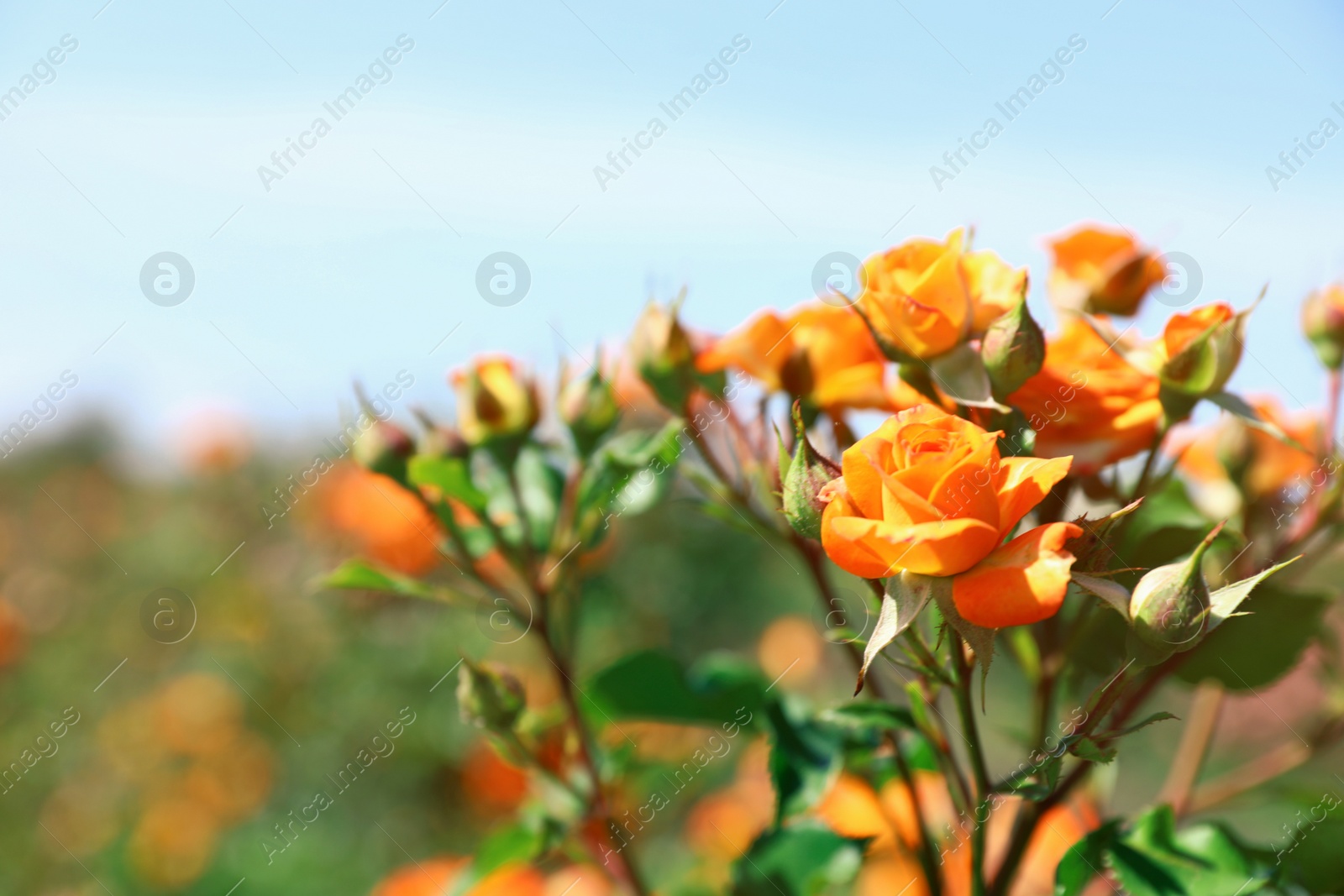 Photo of Green bush with beautiful roses in blooming garden on sunny day