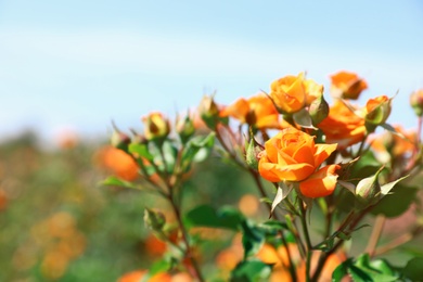 Photo of Green bush with beautiful roses in blooming garden on sunny day