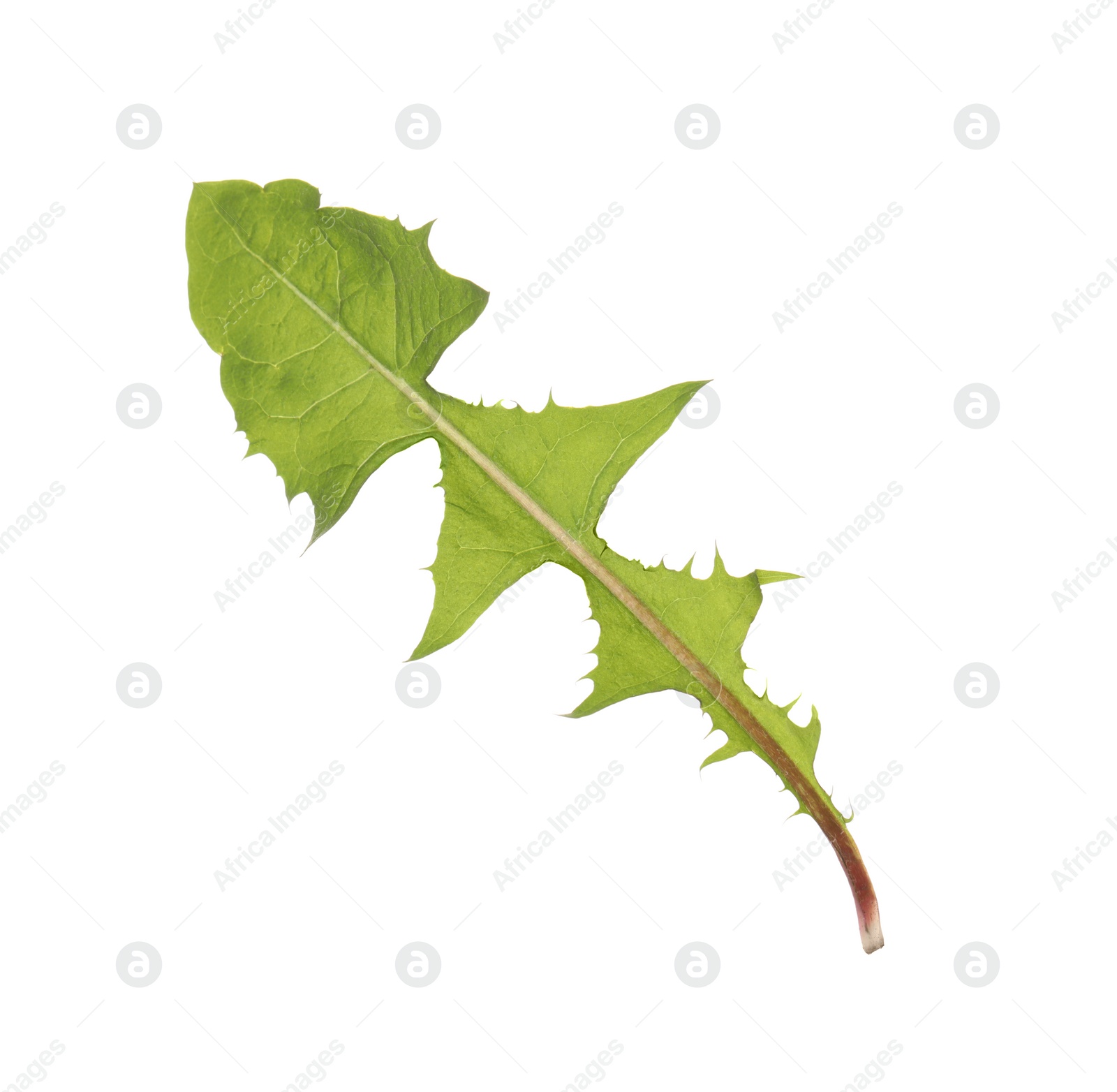 Photo of Fresh green dandelion leaf isolated on white