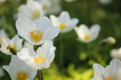 Beautiful blossoming Japanese anemone flowers outdoors on spring day