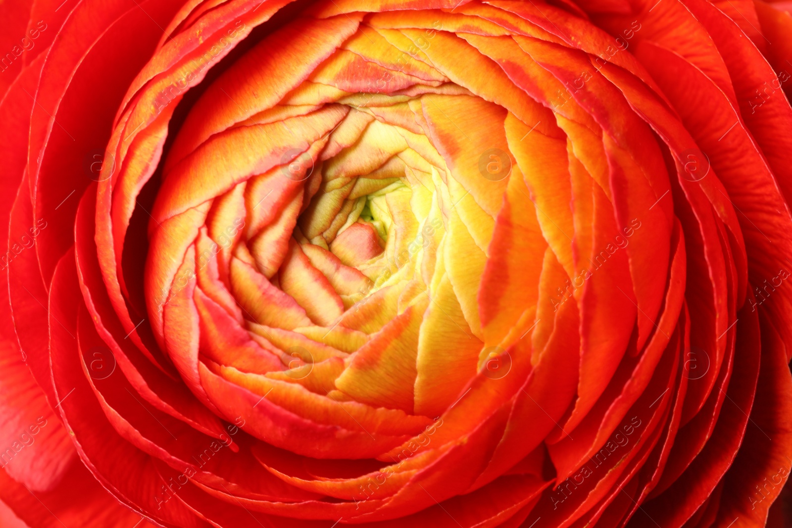 Photo of Closeup view of beautiful delicate ranunculus flower