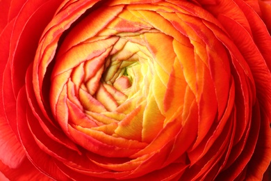 Photo of Closeup view of beautiful delicate ranunculus flower