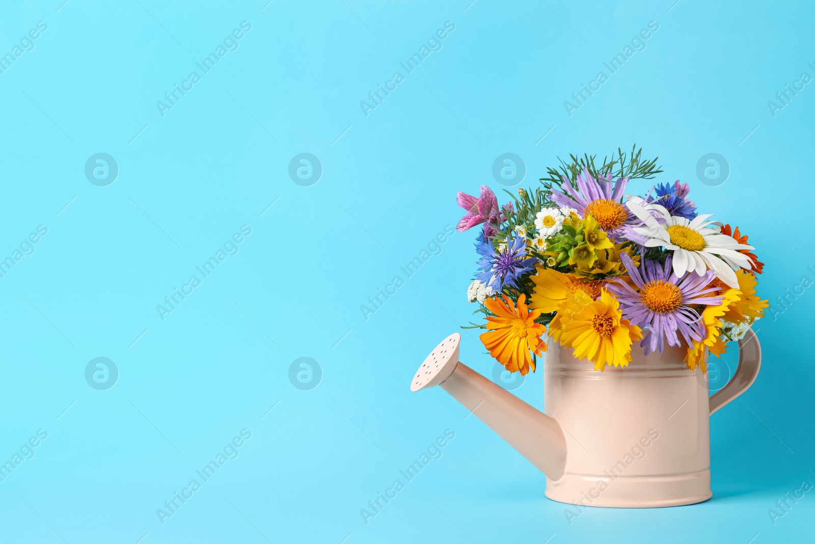 Photo of Pink watering can with beautiful flowers on light blue background, space for text