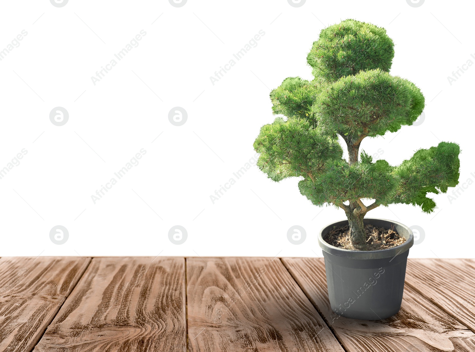 Image of Beautiful bonsai tree in pot on wooden table against white background