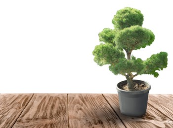 Image of Beautiful bonsai tree in pot on wooden table against white background