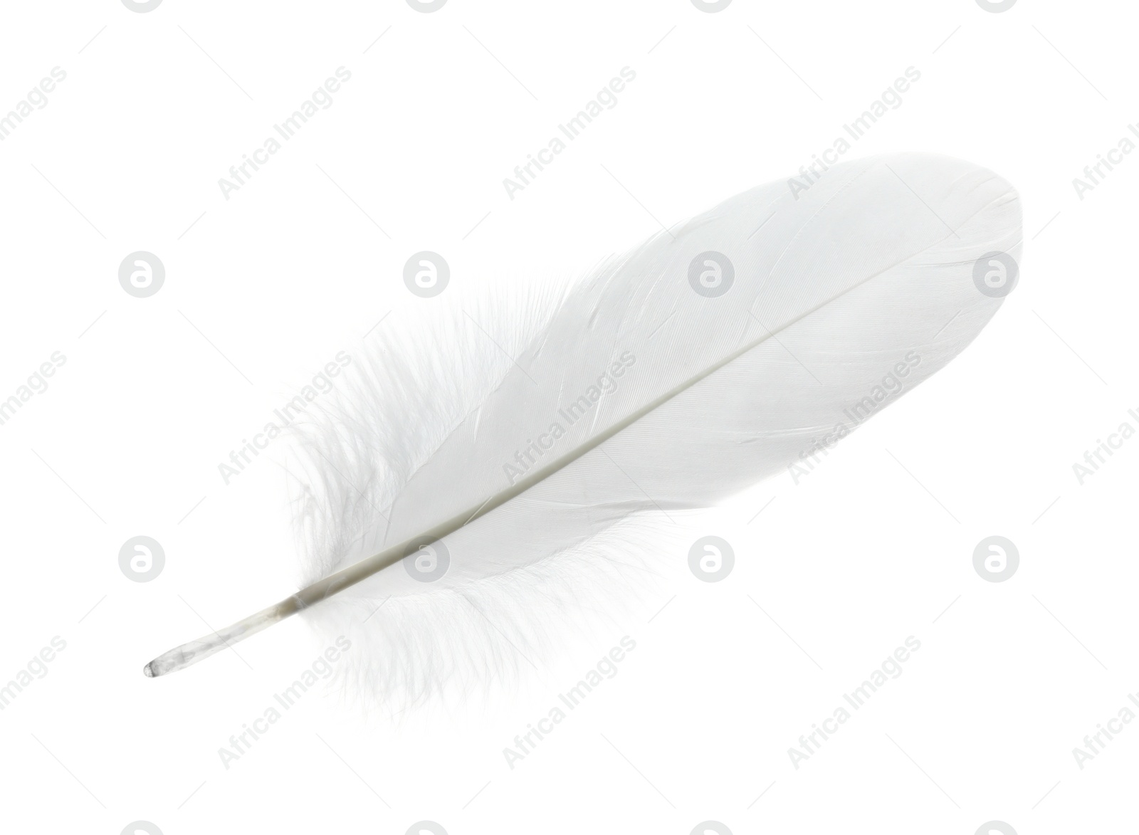 Photo of Beautiful white bird feather isolated on white