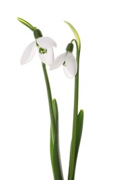 Beautiful snowdrops on white background. Spring flowers