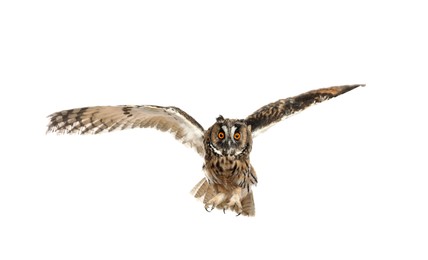 Image of Beautiful eagle owl flying on white background. Predatory bird