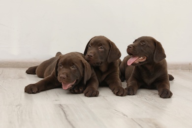 Photo of Chocolate Labrador Retriever puppies on floor indoors