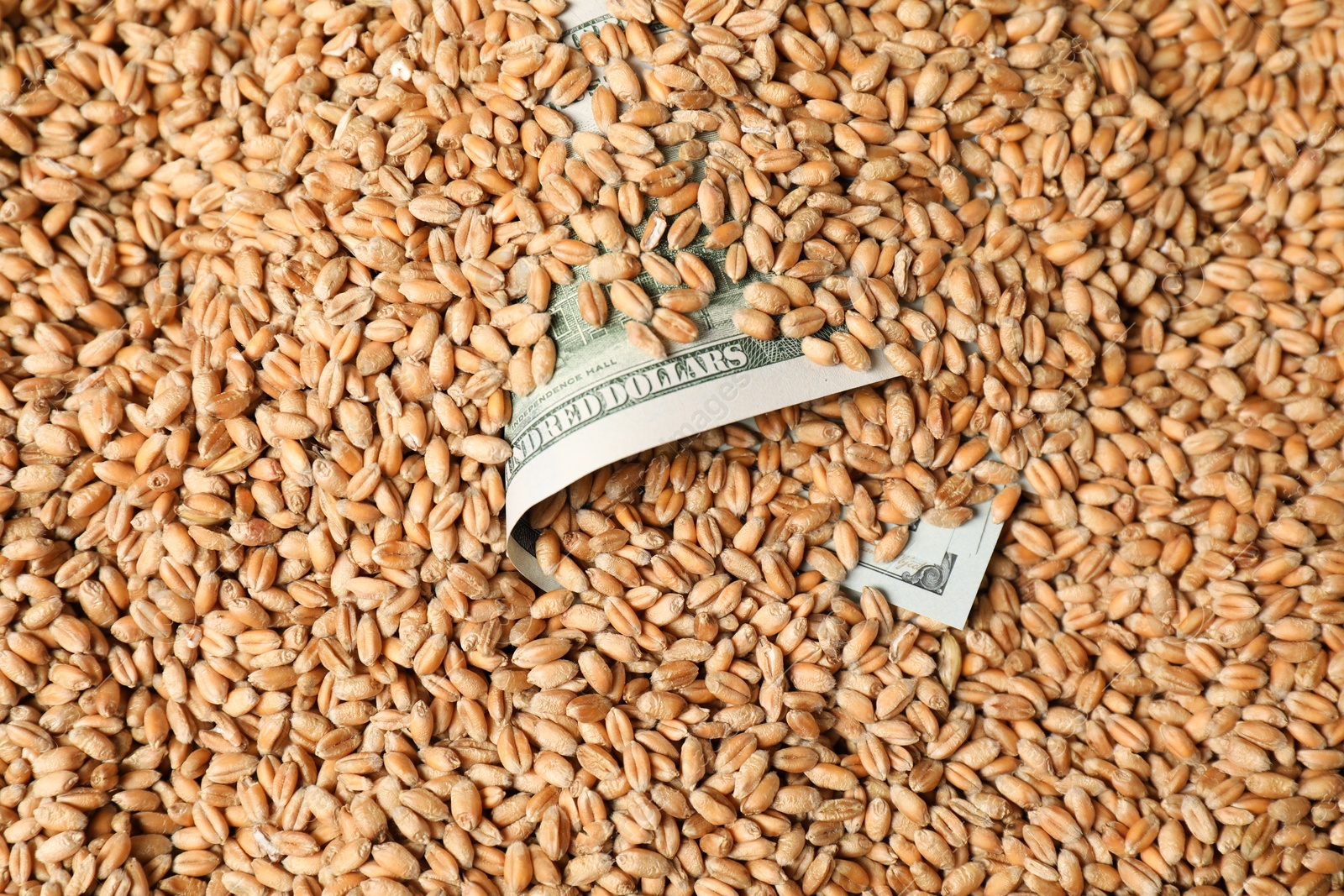 Photo of Dollar banknote in wheat grains, top view. Agricultural business