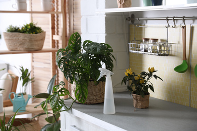 Photo of Green potted plants and spray bottle on countertop in kitchen. Home decoration