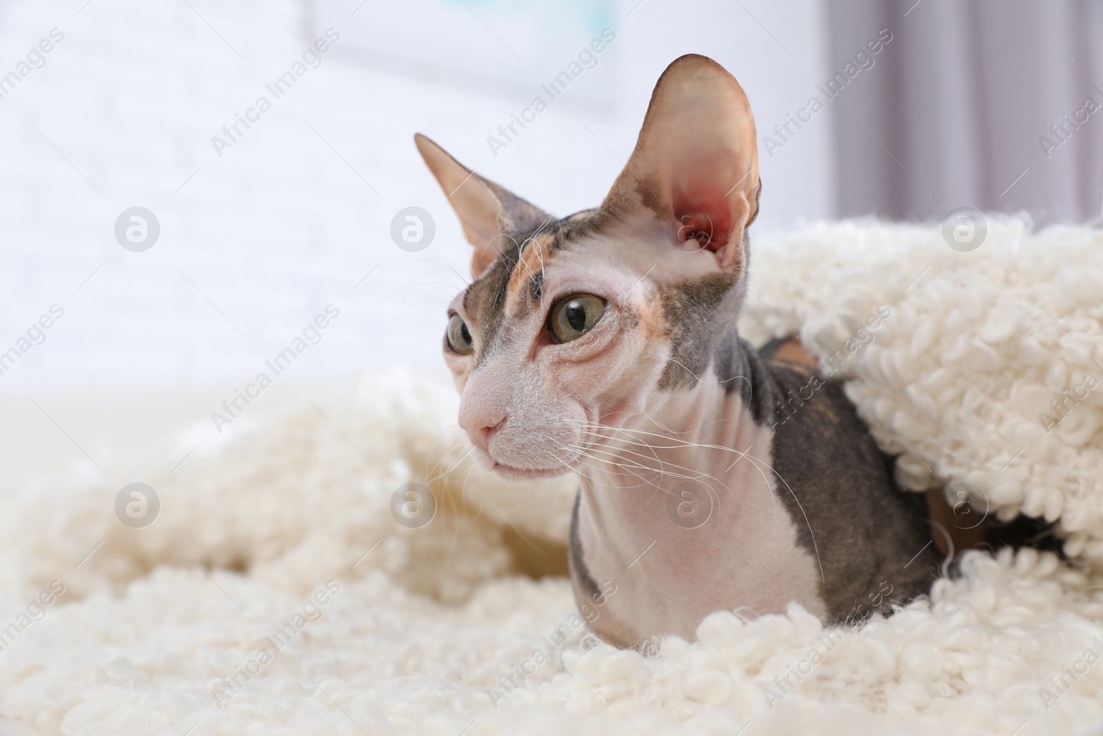 Photo of Adorable Sphynx cat under blanket on sofa at home, space for text. Cute friendly pet