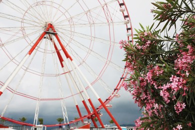 Photo of Beautiful blooming oleander and large Ferris wheel outdoors