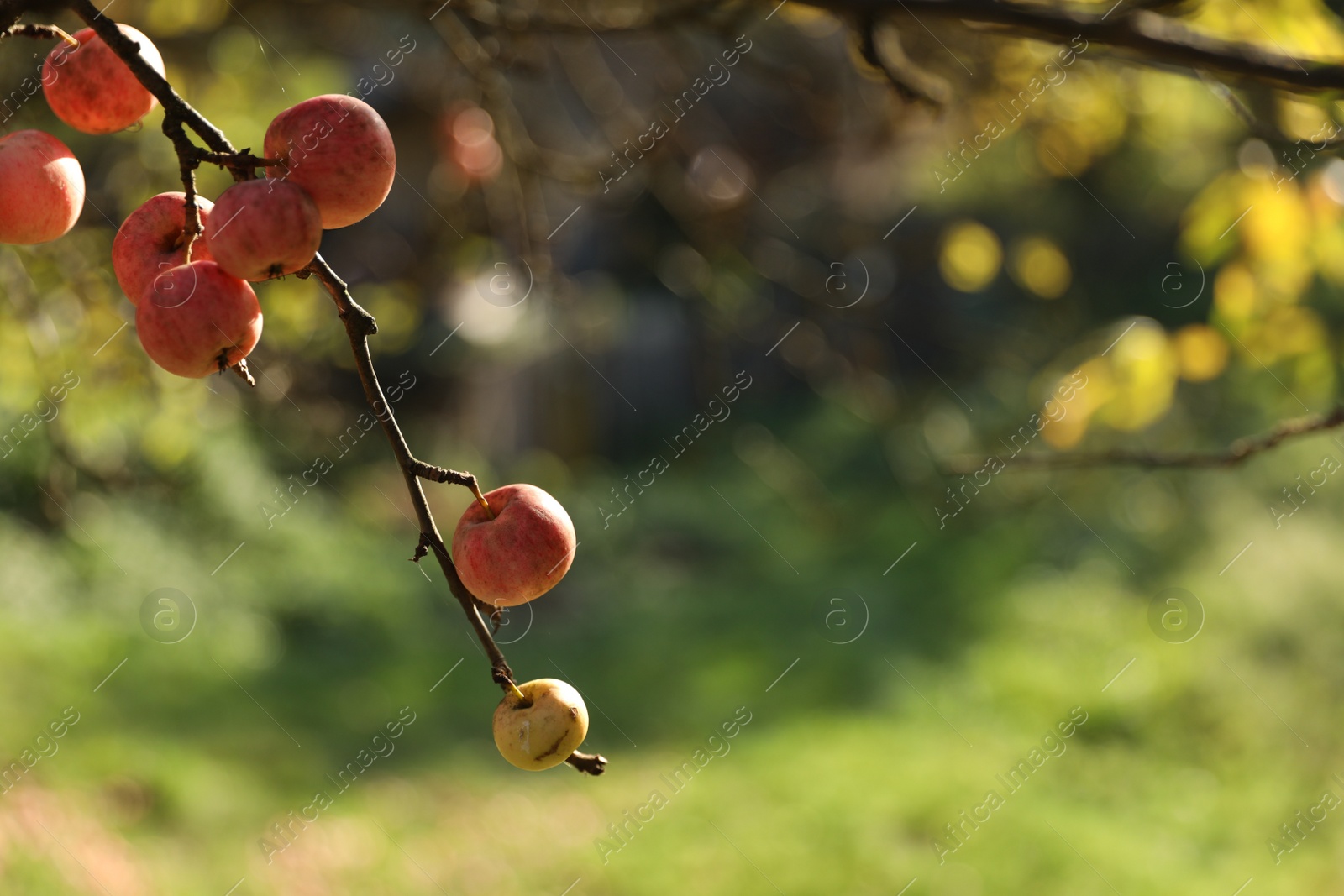 Photo of Delicious ripe red apples on tree in garden, space for text