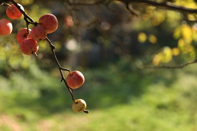 Delicious ripe red apples on tree in garden, space for text