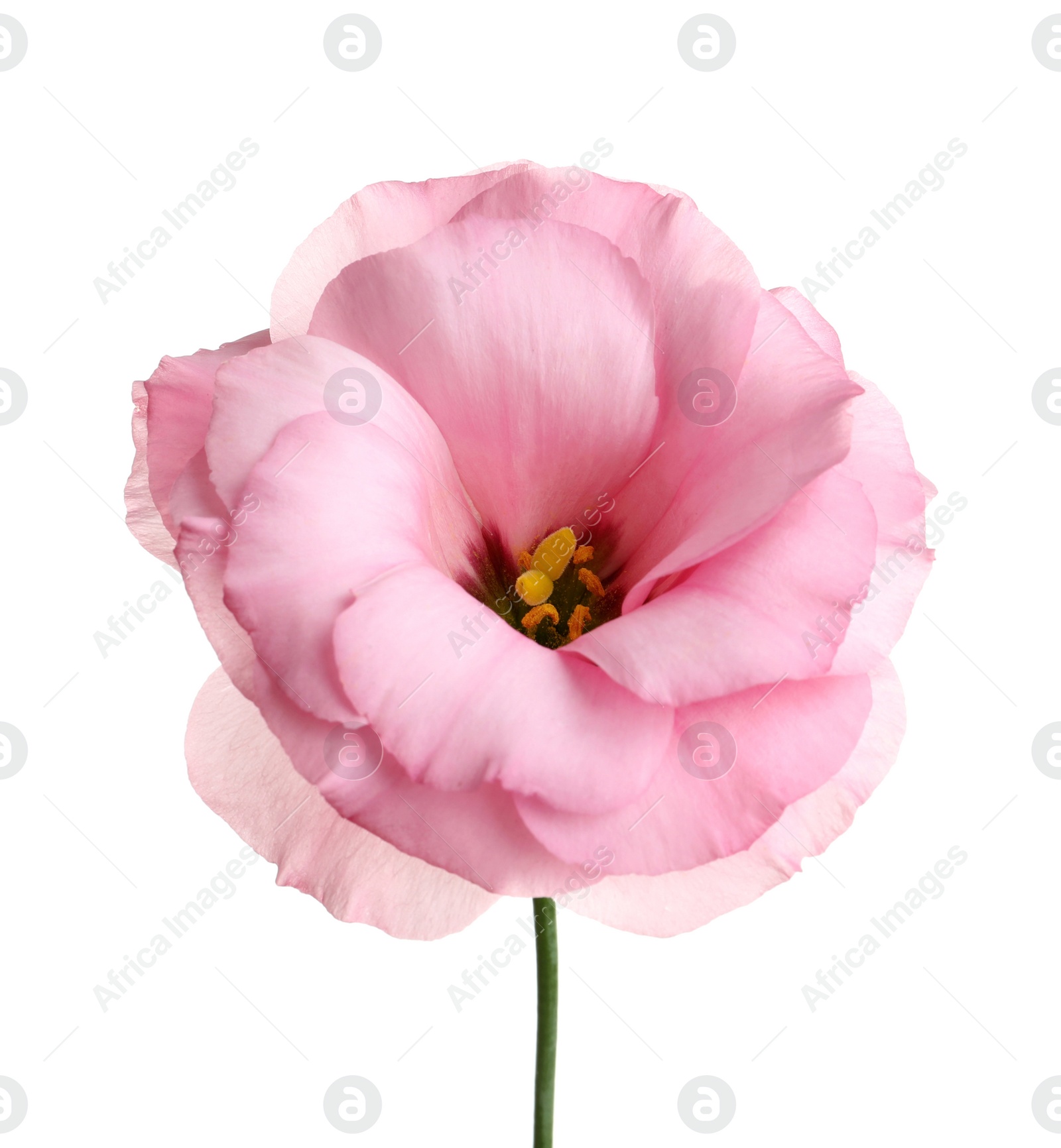 Photo of Beautiful Eustoma flower on white background