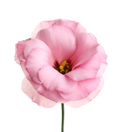 Photo of Beautiful Eustoma flower on white background