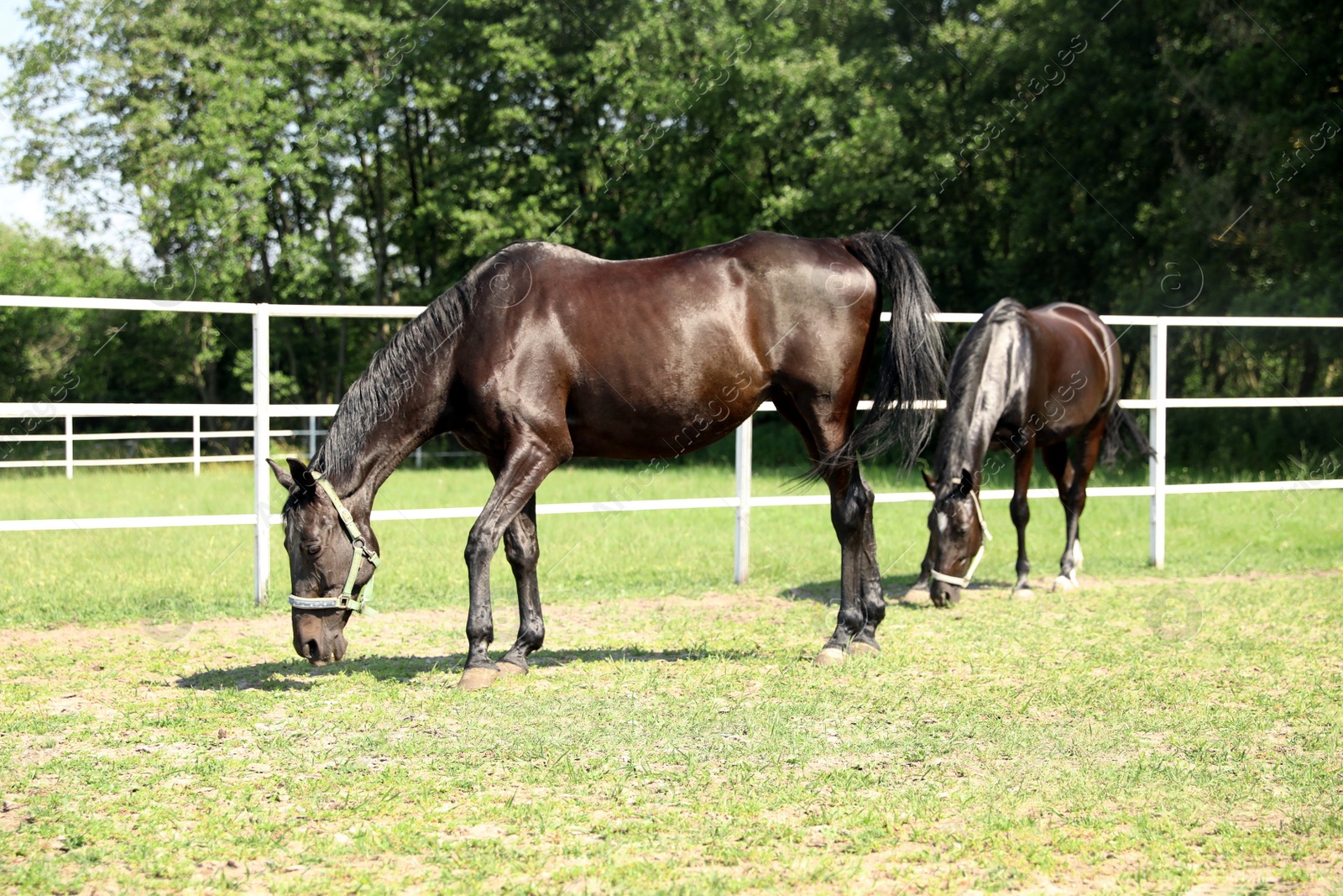 Photo of Dark bay horses in paddock on sunny day. Beautiful pets