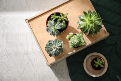 Photo of Flat lay composition with beautiful echeverias on wooden background. Succulent plants