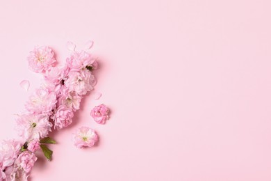 Photo of Beautiful sakura tree blossoms on pink background, flat lay. Space for text
