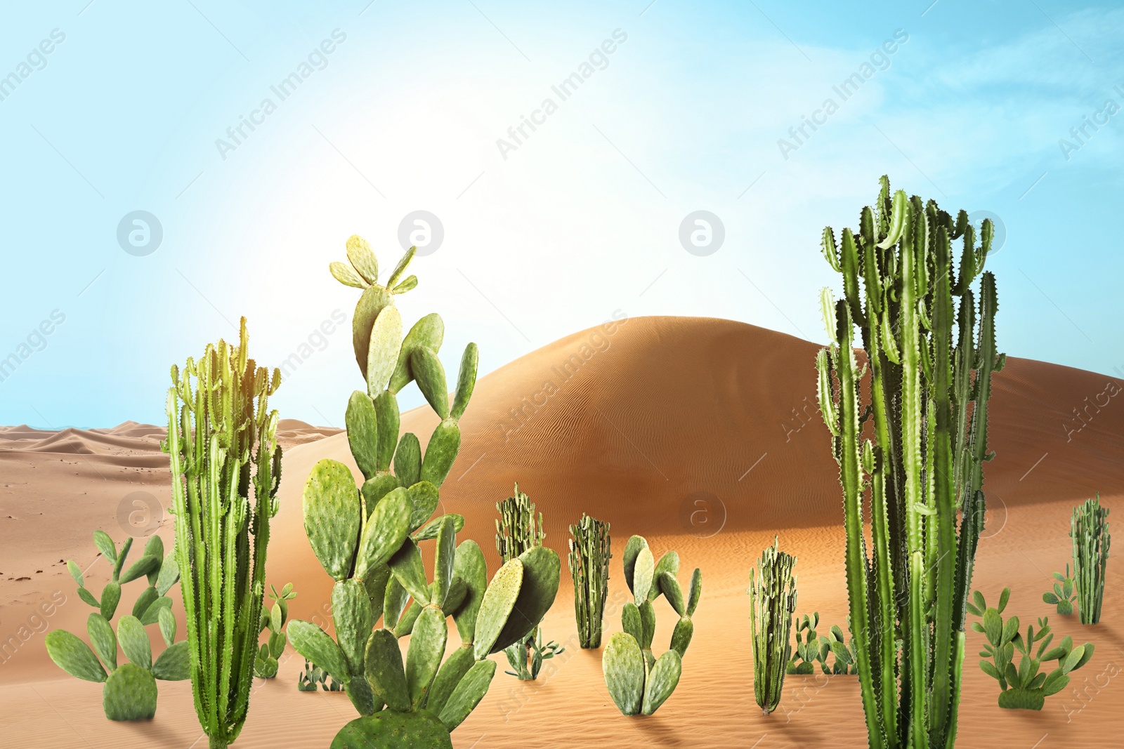 Image of Beautiful cacti growing in sandy desert on hot day