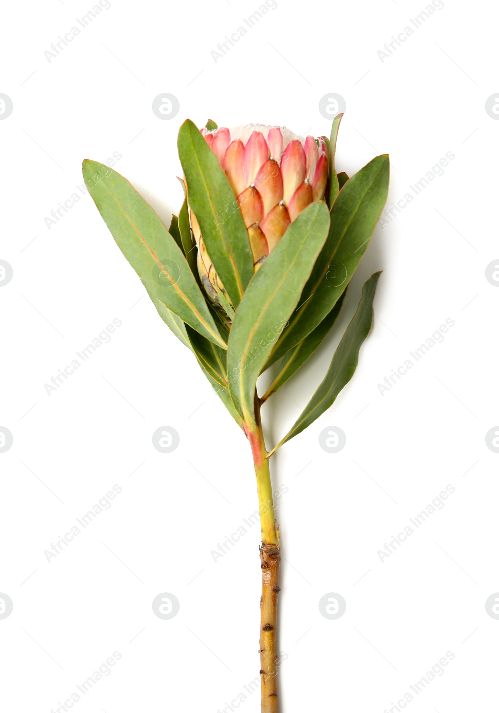 Photo of Beautiful protea flower on white background. Tropical plant