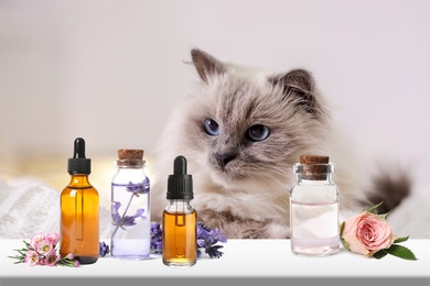 Image of Aromatherapy for animals. Essential oils and cute cat on background