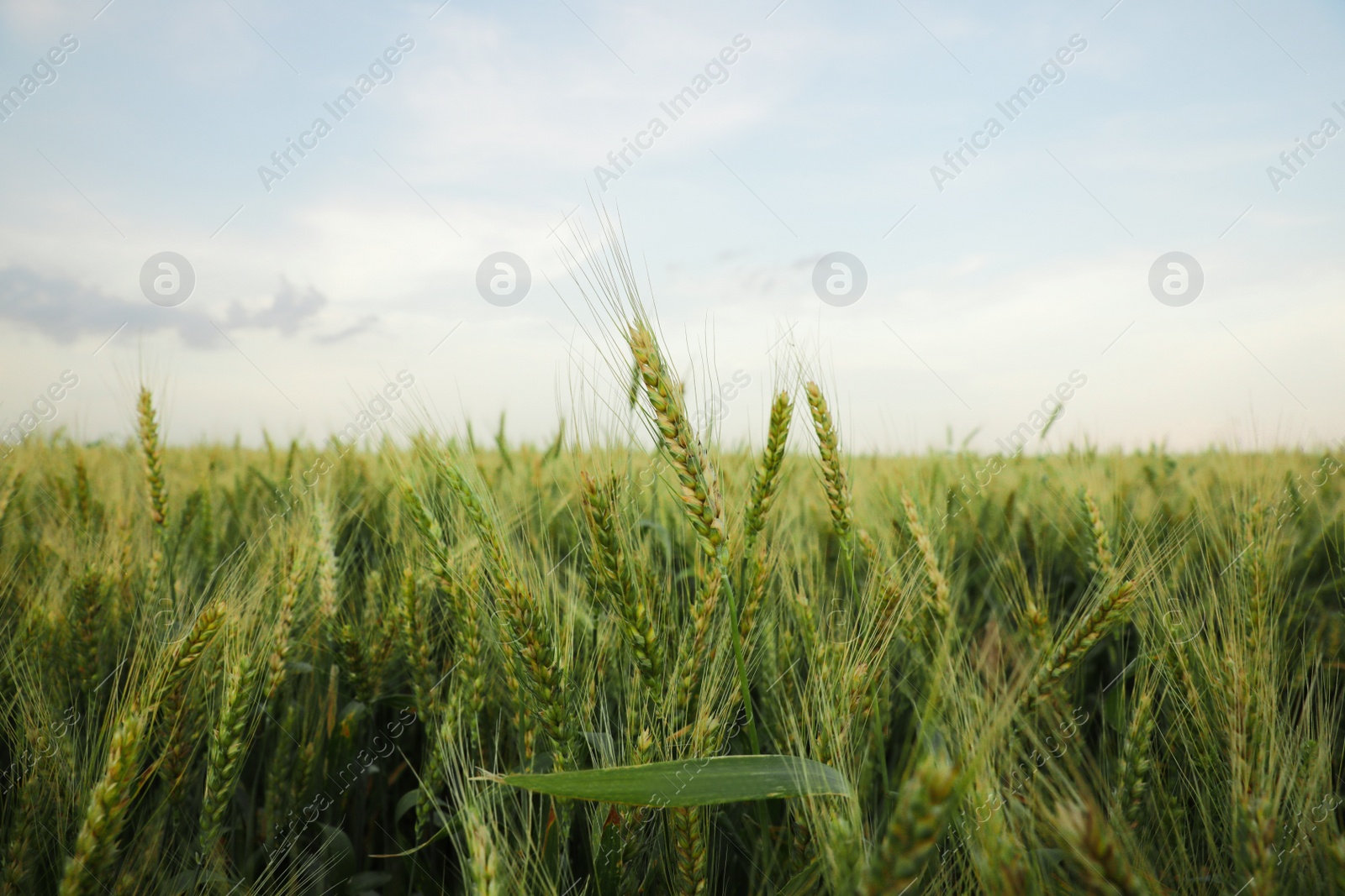 Photo of Beautiful view of field with ripening wheat