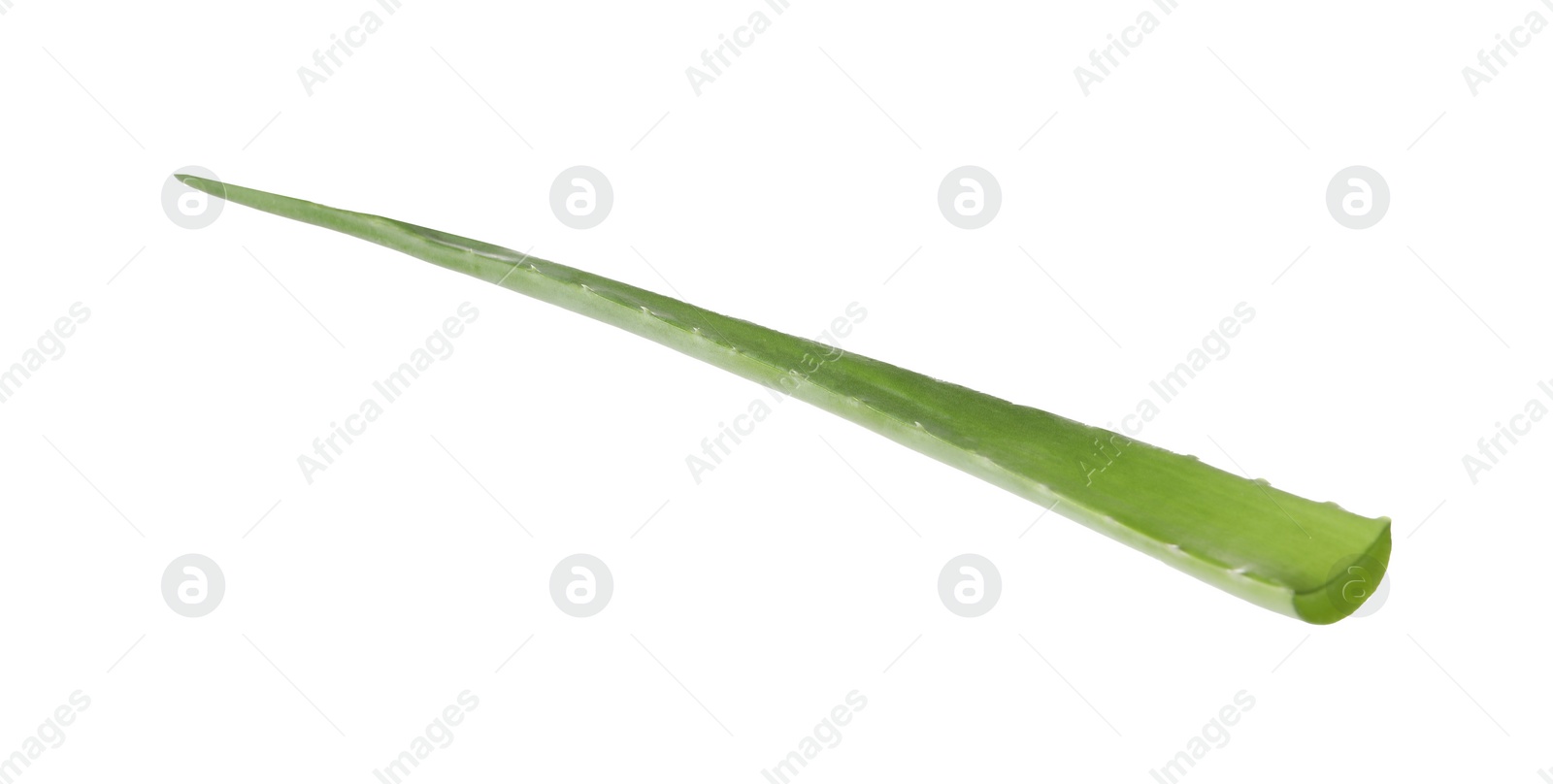 Photo of One aloe vera leaf isolated on white