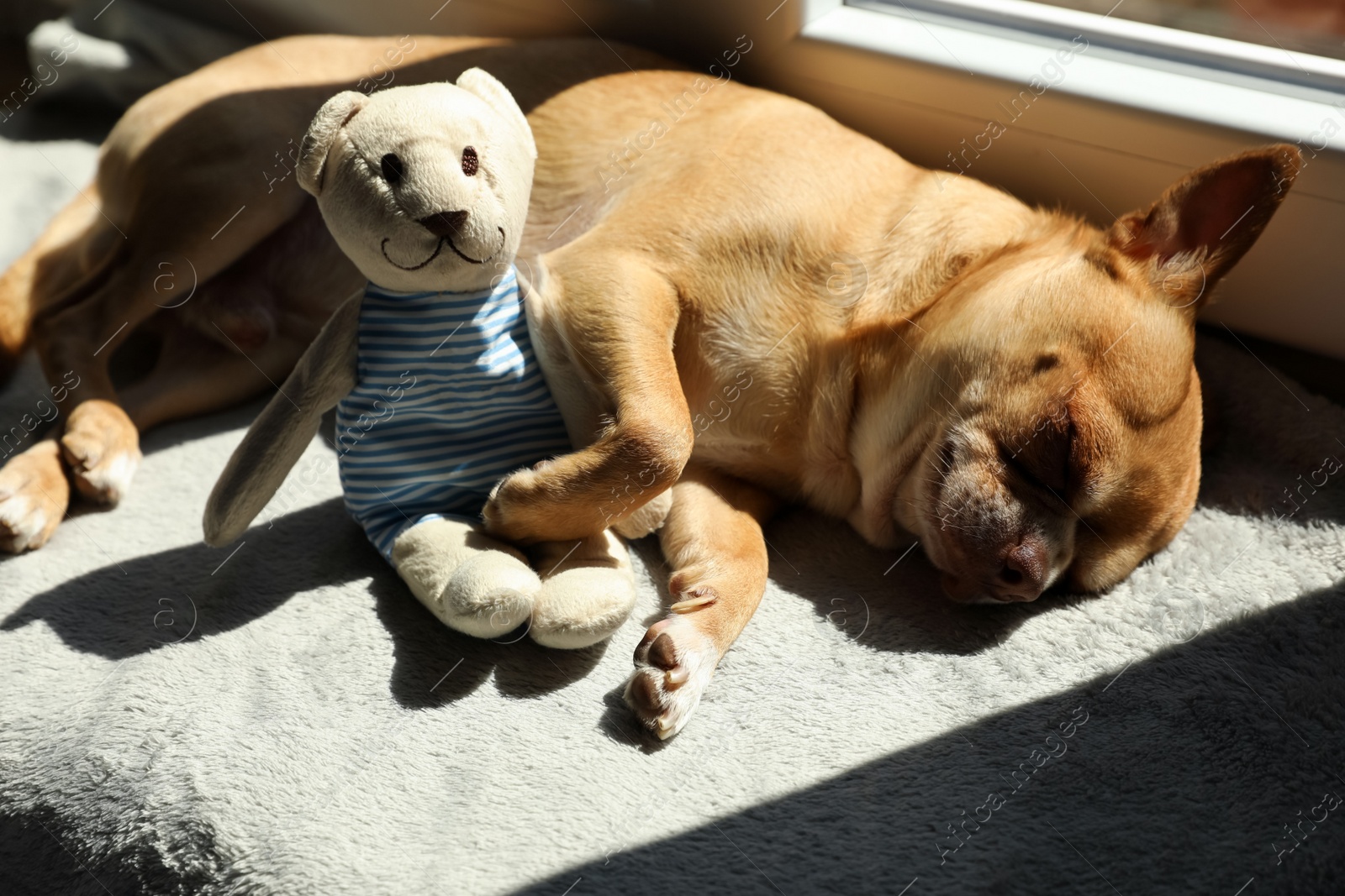 Photo of Cute small chihuahua dog sleeping with toy on soft blanket