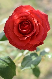 Photo of Beautiful red rose flower blooming outdoors, closeup