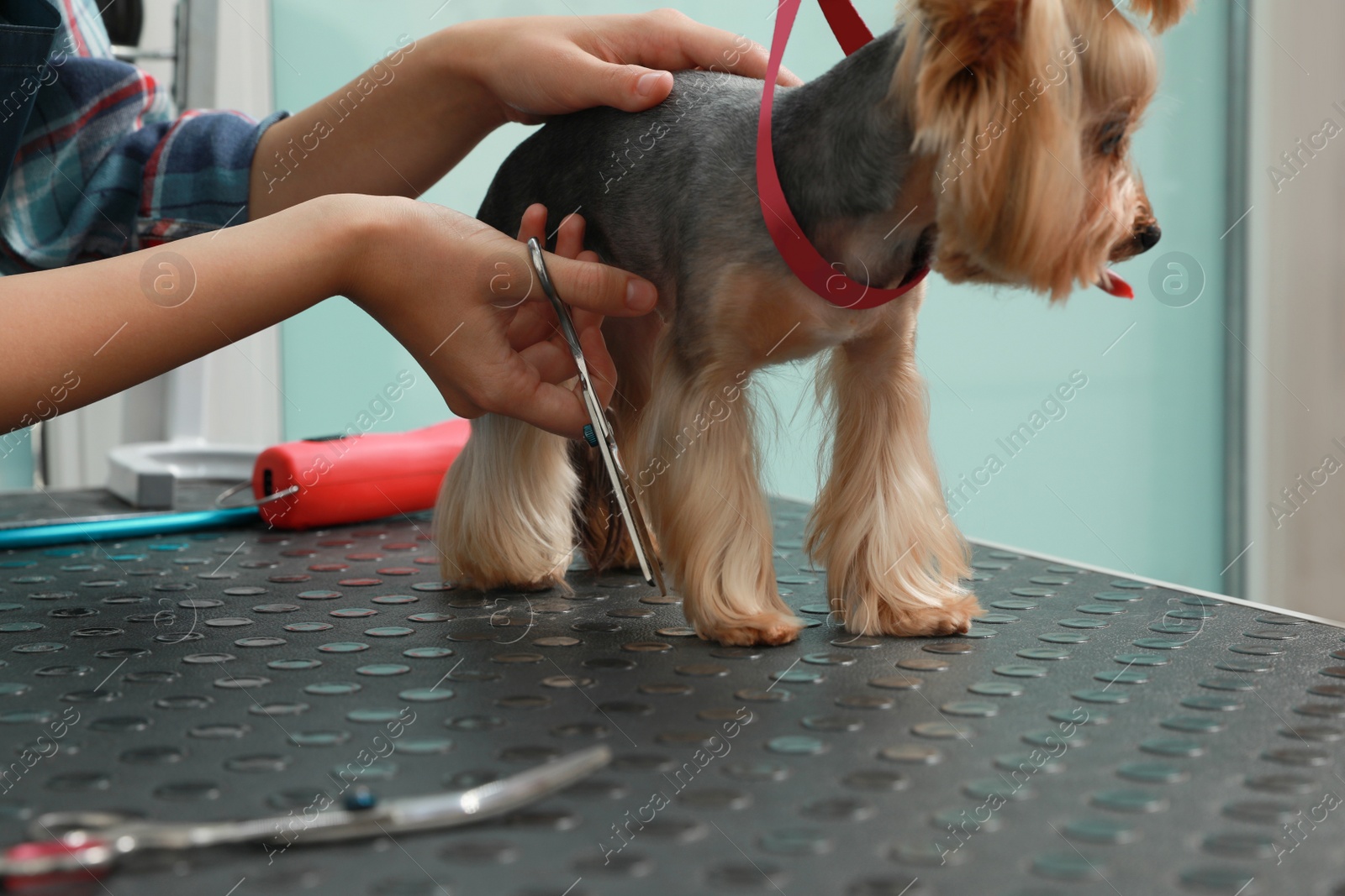 Photo of Professional groomer giving stylish haircut to cute dog in pet beauty salon, closeup