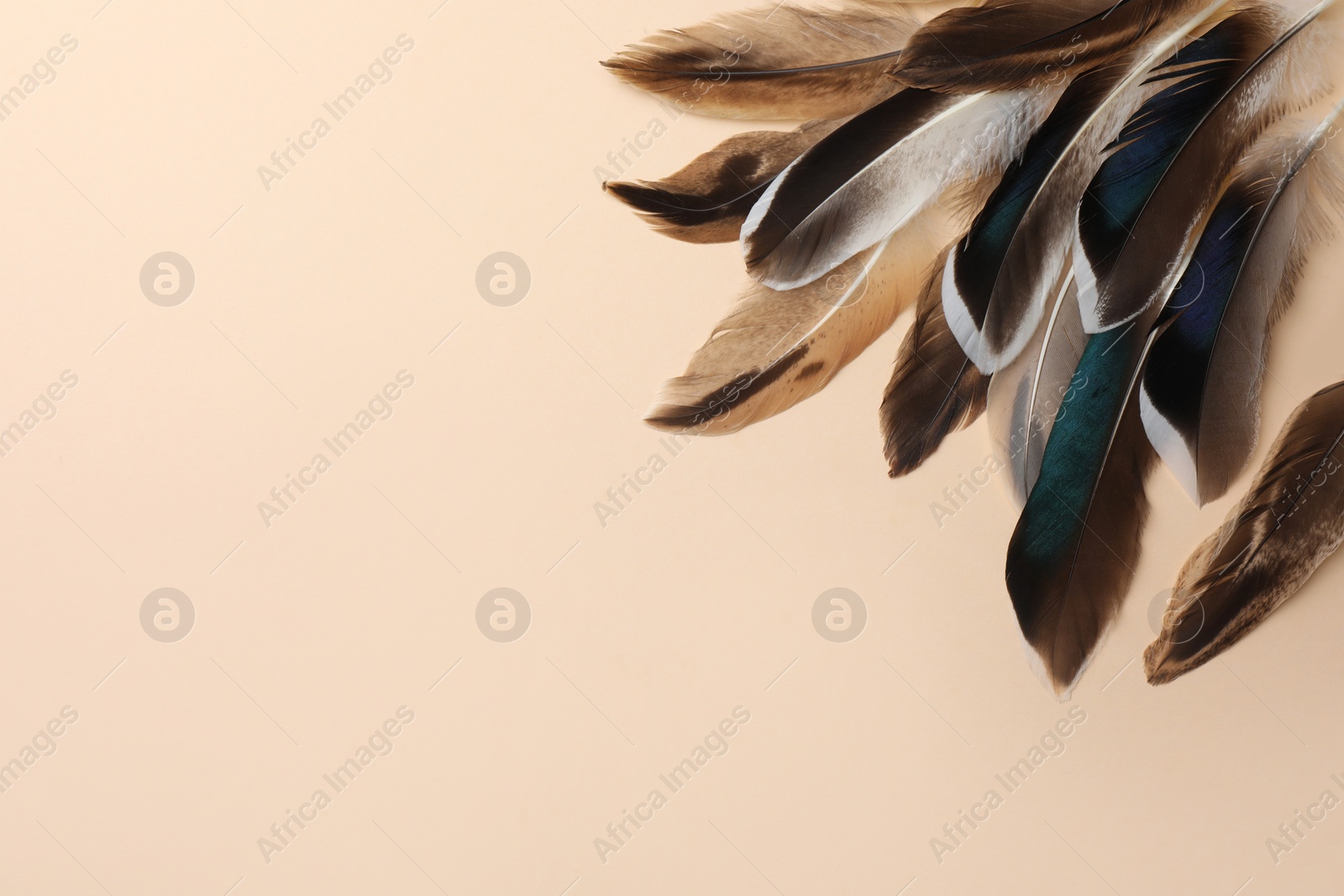 Photo of Many different bird feathers on beige background, flat lay. Space for text