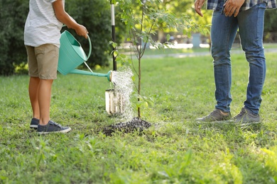 Photo of Dad and son watering tree in park on sunny day, closeup